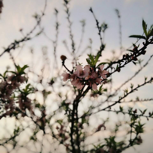 AI唐嫣无码精品全部
